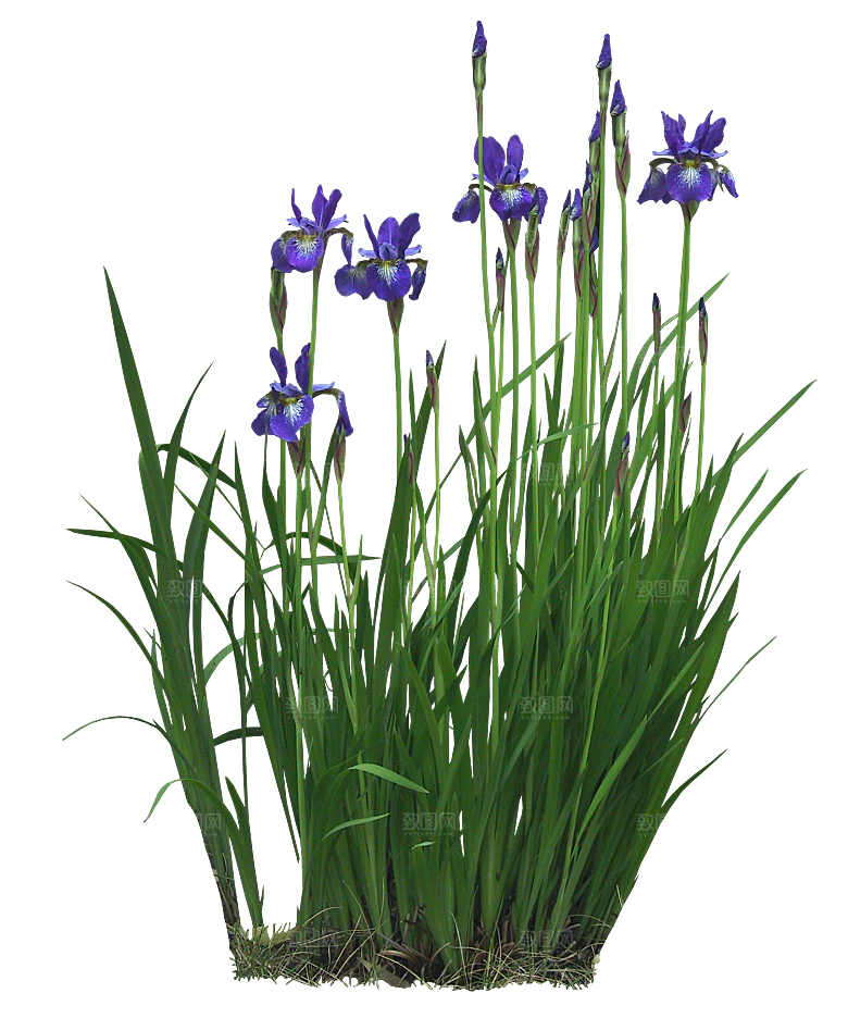 PS高清景观花卉花镜花坛花草植物搭配素材