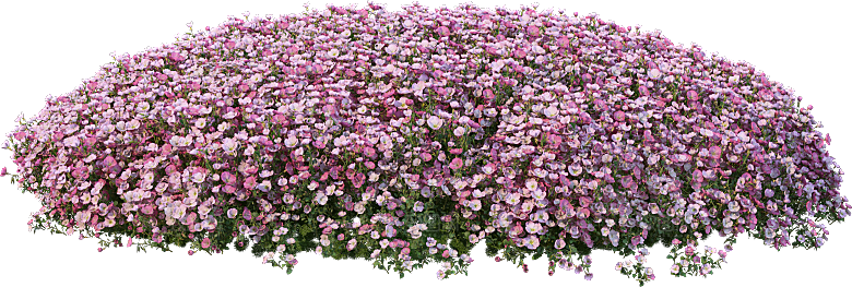 PS高清景观花卉花镜花坛花草植物搭配