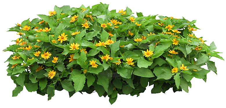 PS高清景观花卉花镜花坛花草植物搭配