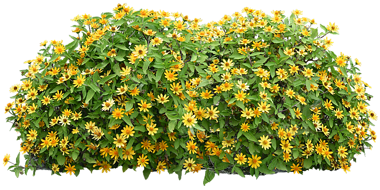 PS高清景观花卉花镜花坛花草植物搭配