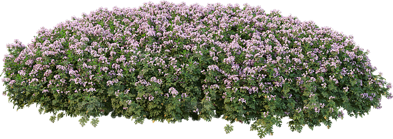 PS高清景观花卉花镜花坛花草植物搭配