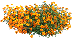 PS高清景观花卉花镜花坛花草植物搭配
