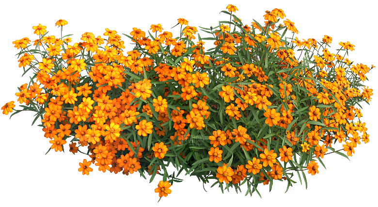 PS高清景观花卉花镜花坛花草植物搭配
