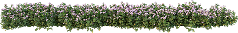 PS高清景观花卉花镜花坛花草植物搭配