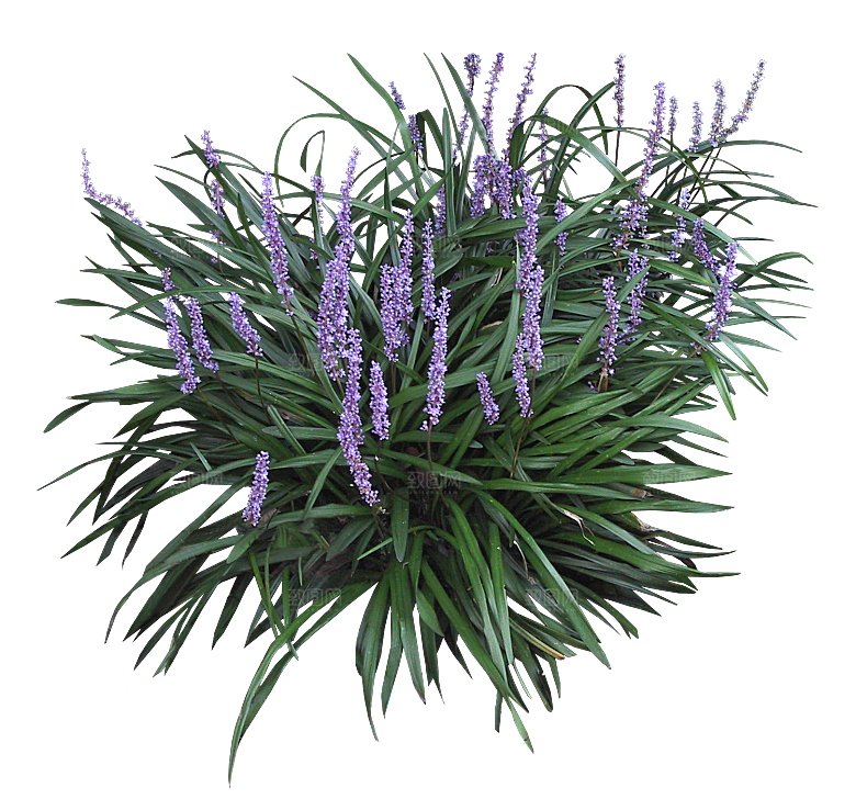 PS高清景观花卉花镜花坛花草植物搭配素材