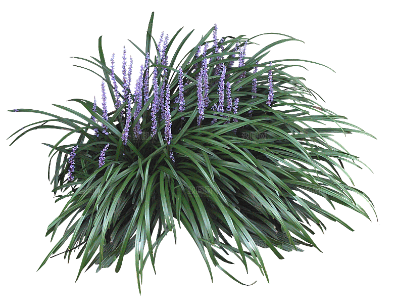 PS高清景观花卉花镜花坛花草植物搭配素材