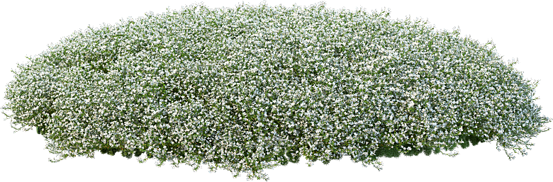 PS高清景观花卉花镜花坛花草植物搭配素材