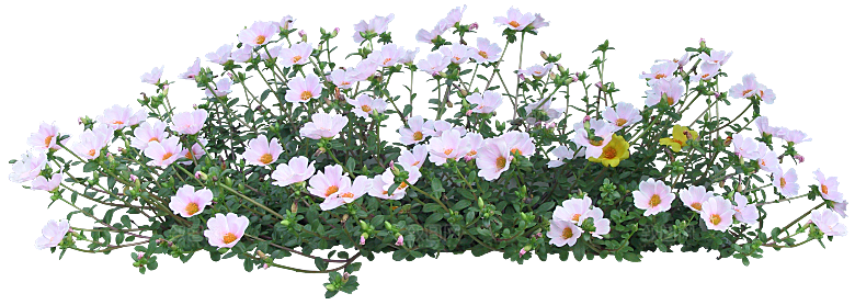 PS高清景观花卉花镜花坛花草植物搭配