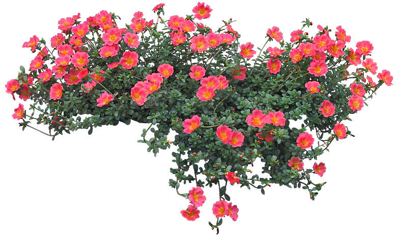PS高清景观花卉花镜花坛花草植物搭配