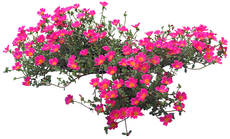 PS高清景观花卉花镜花坛花草植物搭配
