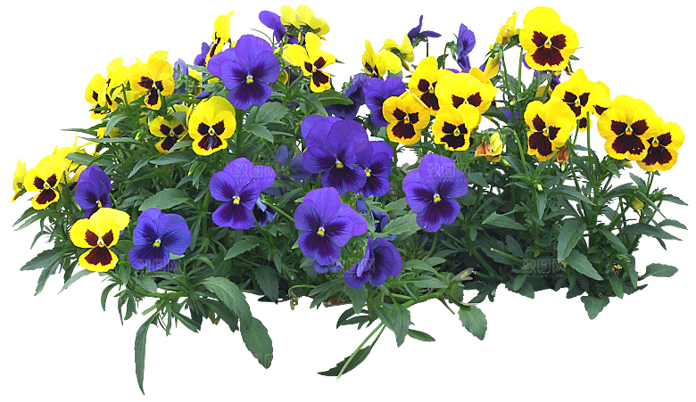 PS高清景观花卉花镜花坛花草植物搭配素材