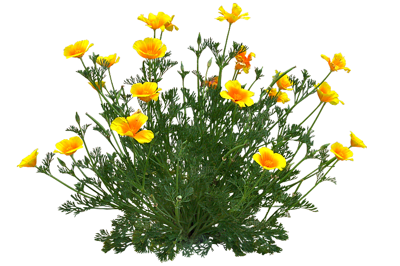 PS高清景观花卉花镜花坛花草植物搭配