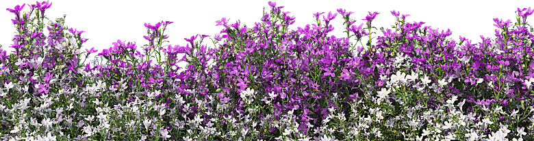PS高清景观花卉花镜花坛花草植物搭配