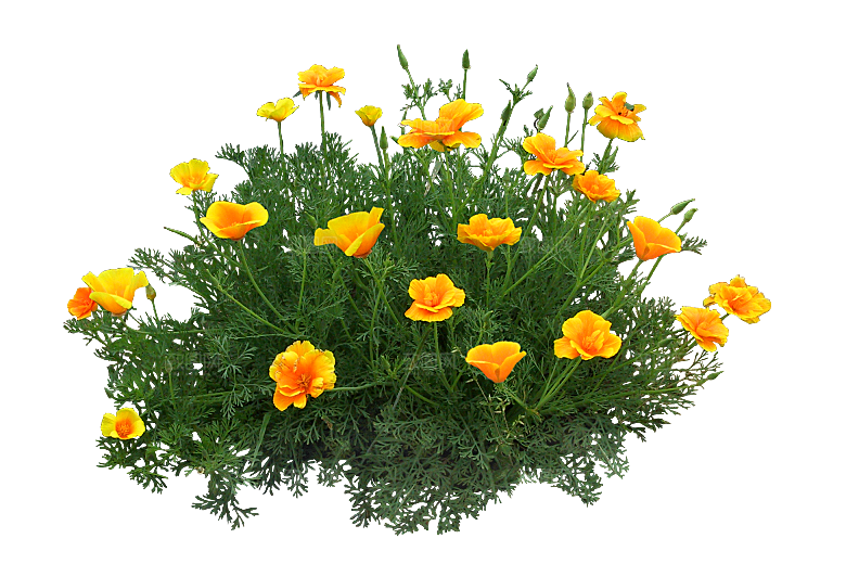 PS高清景观花卉花镜花坛花草植物搭配