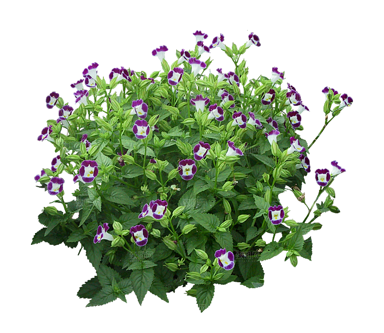 PS高清景观花卉花镜花坛花草植物搭配