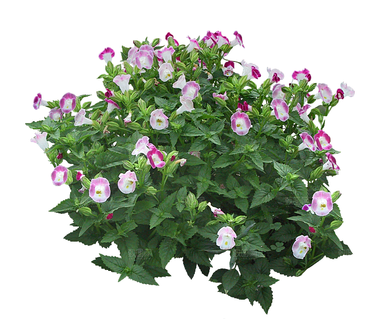 PS高清景观花卉花镜花坛花草植物搭配