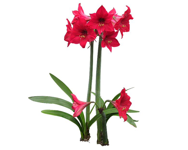 PS高清景观花卉花镜花坛花草植物搭配素材