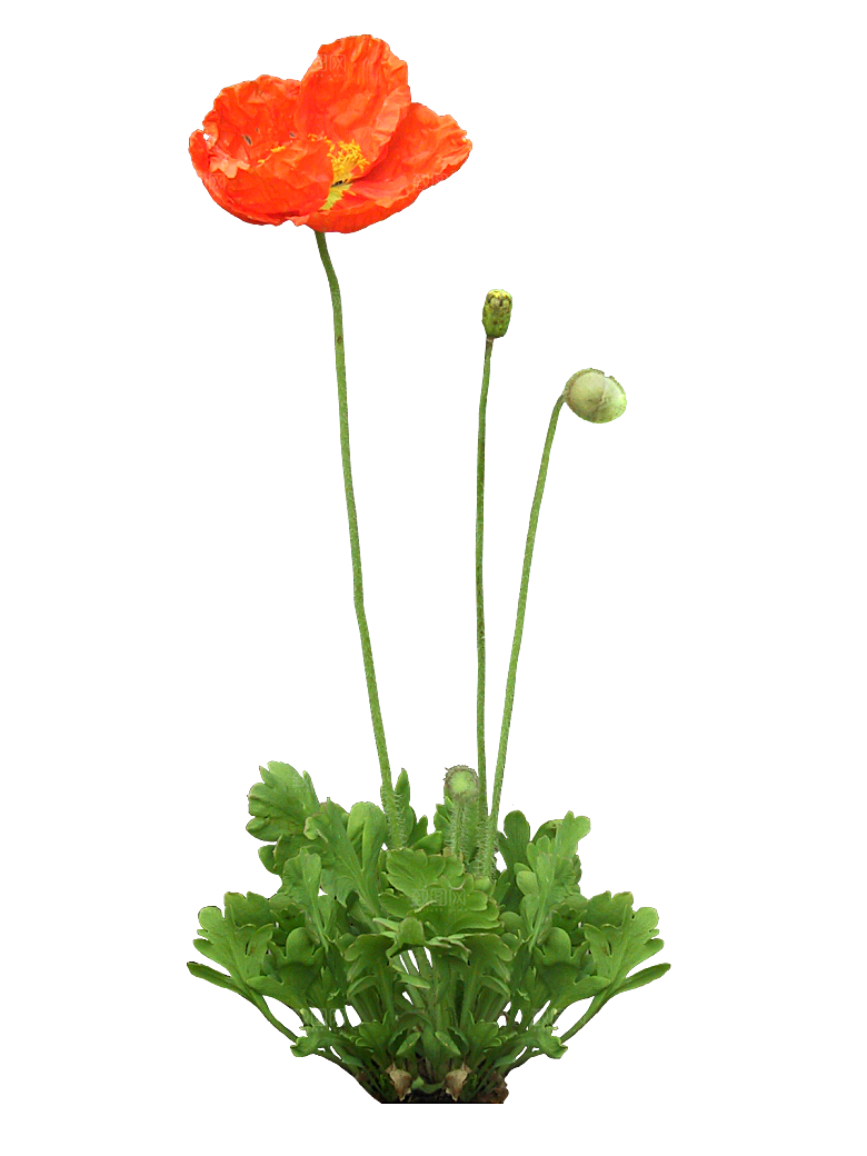 PS高清景观花卉花镜花坛花草植物搭配