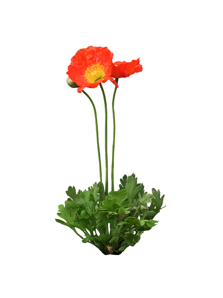 PS高清景观花卉花镜花坛花草植物搭配