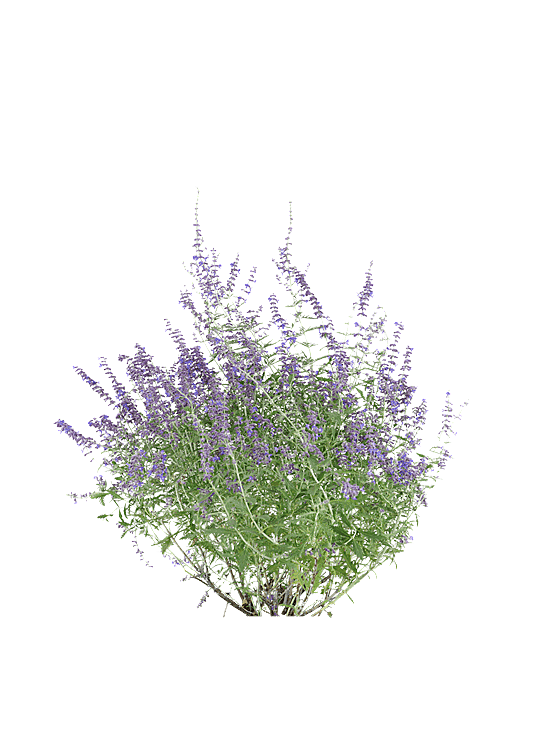 PS高清景观花卉花镜花坛花草植物搭配