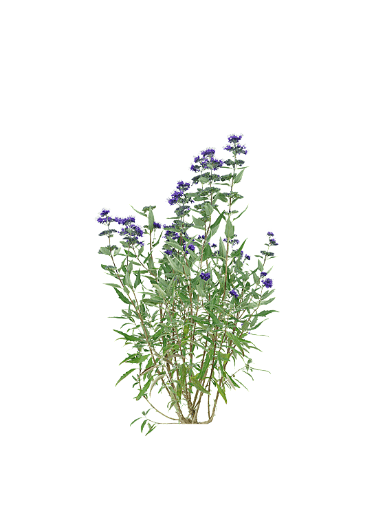 PS高清景观花卉花镜花坛花草植物搭配
