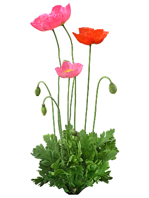 PS高清景观花卉花镜花坛花草植物搭配