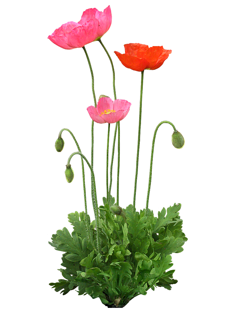 PS高清景观花卉花镜花坛花草植物搭配