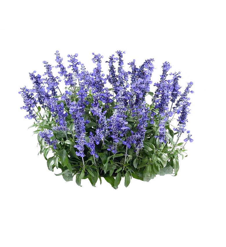 PS高清景观花卉花镜花坛花草植物搭配素材