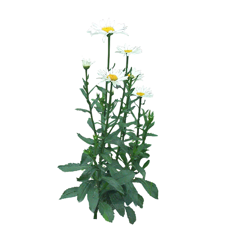 PS高清景观花卉花镜花坛花草植物搭配素材