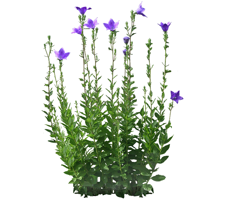PS高清景观花卉花镜花坛花草植物搭配