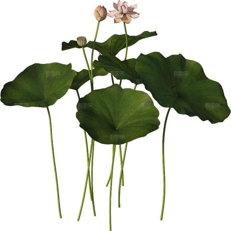 PS高清景观花卉花镜花坛花草植物搭配