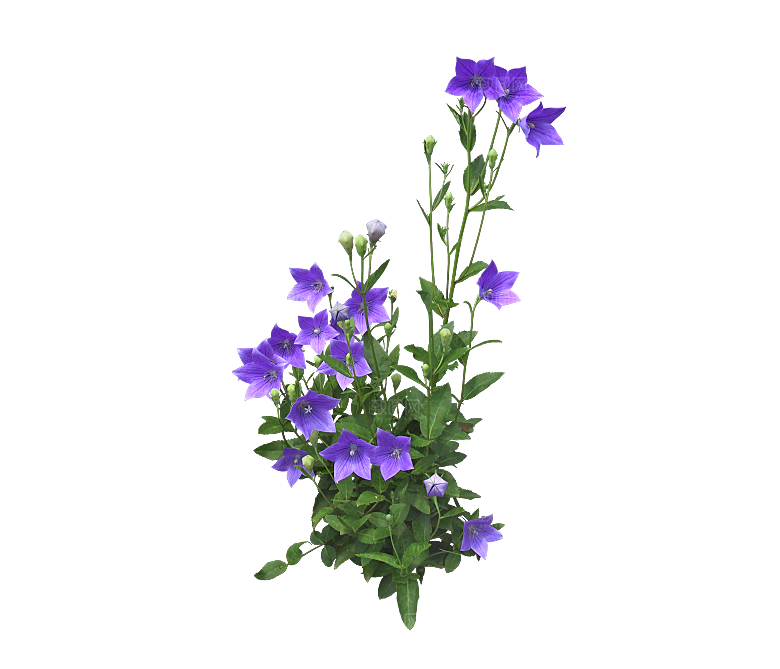 PS高清景观花卉花镜花坛花草植物搭配