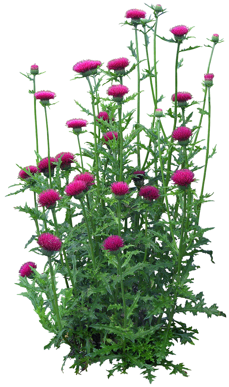 PS高清景观花卉花镜花坛花草植物搭配