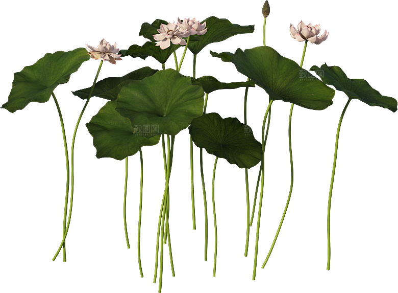 PS高清景观花卉花镜花坛花草植物搭配
