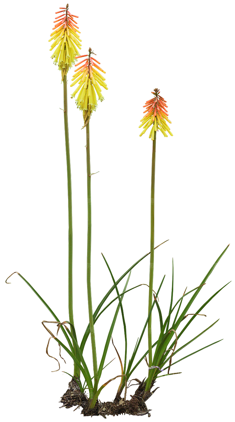 PS高清景观花卉花镜花坛花草植物搭配