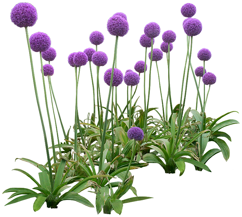 PS高清景观花卉花镜花坛花草植物搭配