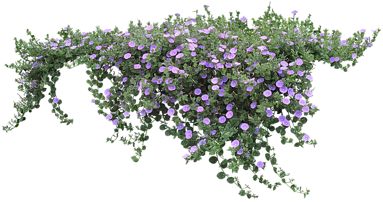 PS高清景观花卉花镜花坛花草植物搭配