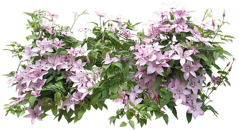 PS高清景观花卉花镜花坛花草植物搭配