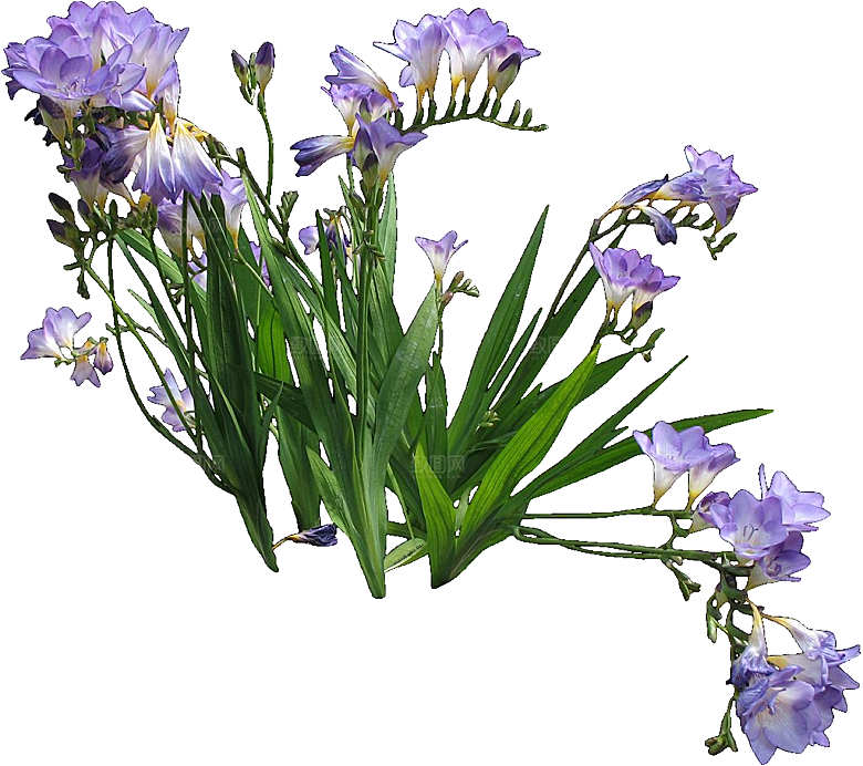 PS高清景观花卉花镜花坛花草植物搭配素材