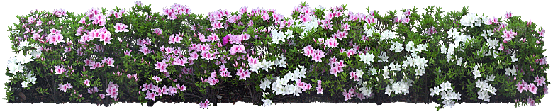 PS高清景观花卉花镜花坛花草植物搭配素材