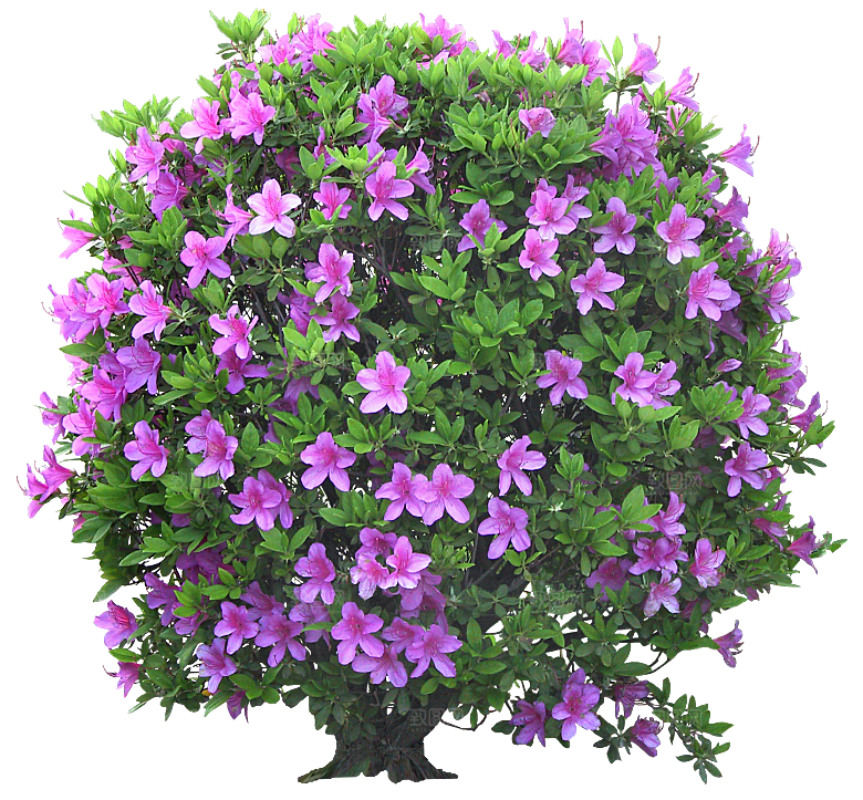PS高清景观花卉花镜花坛花草植物搭配素材