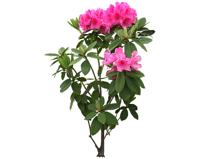 PS高清景观花卉花镜花坛花草植物搭配素材