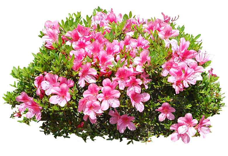 PS高清景观花卉花镜花坛花草植物搭配素材