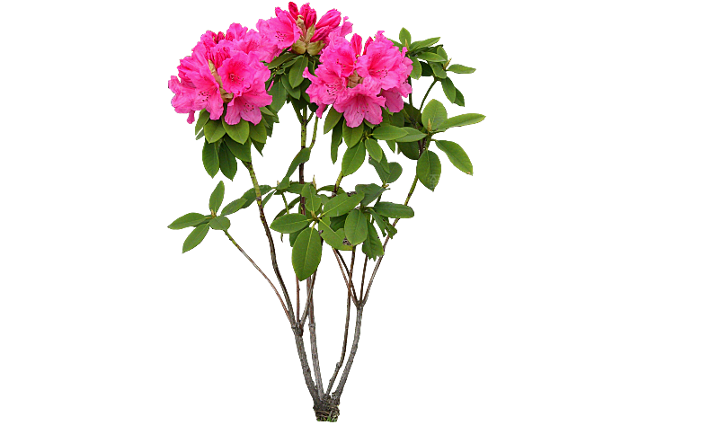 PS高清景观花卉花镜花坛花草植物搭配素材