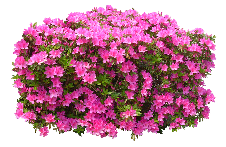 PS高清景观花卉花镜花坛花草植物搭配素材
