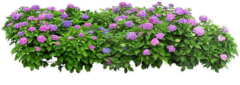 PS高清景观花卉花镜花坛花草植物搭配素材