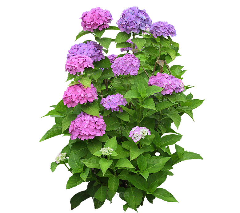PS高清景观花卉花镜花坛花草植物搭配素材