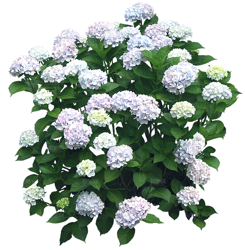 PS高清景观花卉花镜花坛花草植物搭配