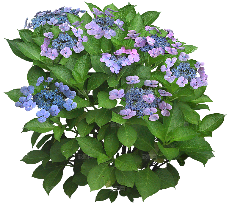 PS高清景观花卉花镜花坛花草植物搭配
