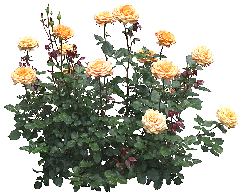 PS高清景观花卉花镜花坛花草植物搭配